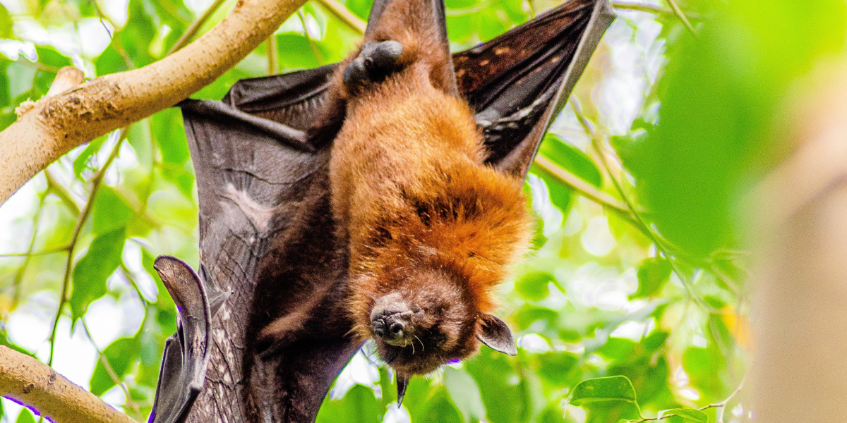Bat